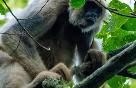 Chalé Bem-te-vi Vista espetacular da Serra da Mantiqueira - Foto 47