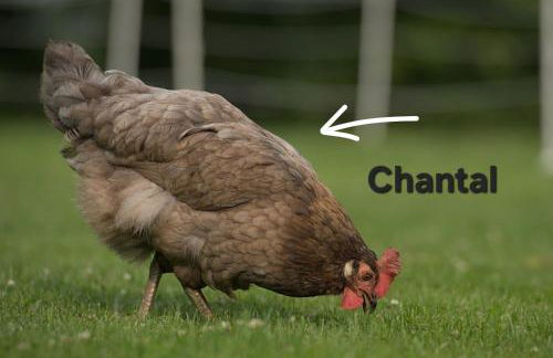 Moorparadies FRI-Südliches Friesland - Foto 20