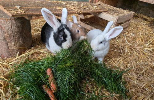 Ferienwohnung Eiernest - Foto 22