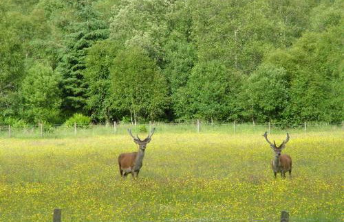 Inverawe Cottages - Foto 13