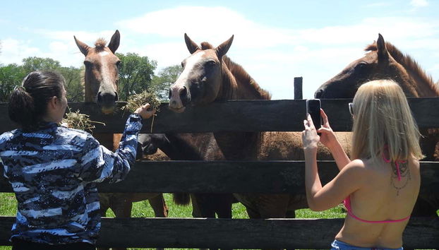 Alimentando a los caballos de la estancia