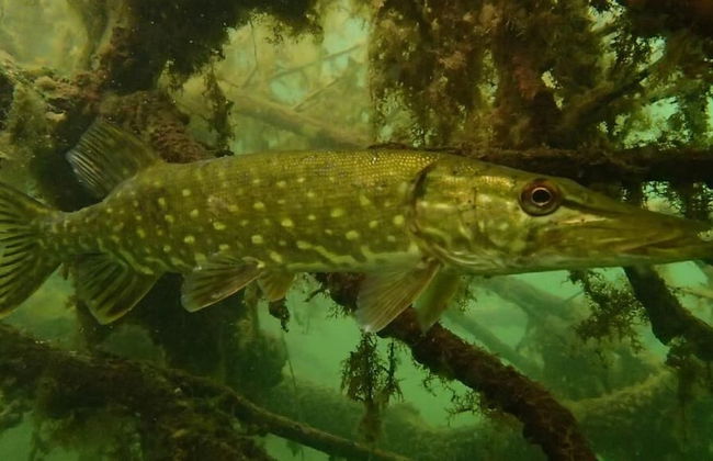 Agroturystyka u przyjaciol Soni - Foto 54