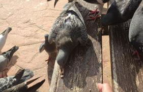 PARQUE DEL MEDITERRANEO - Photo 46