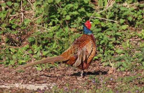 Oak & Hazel, Heath Row Barn - Foto 26