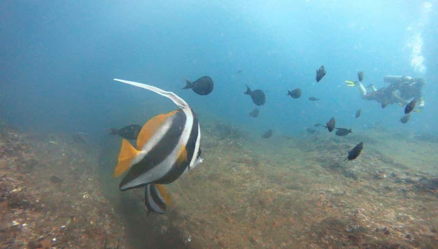 Suivez les poissons à Unawatuna