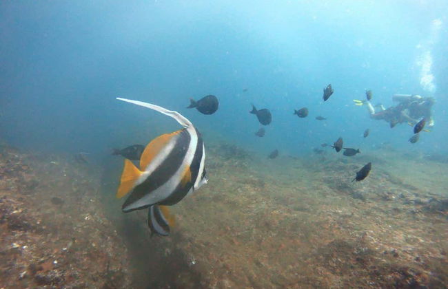 Scuba Diving in Unawatuna - Foto 3