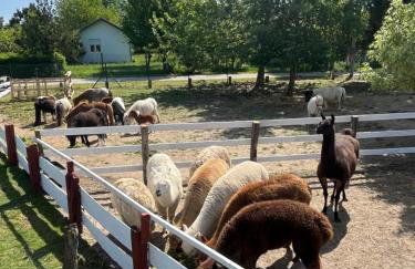 Kuća za odmor Raguž - Foto 65