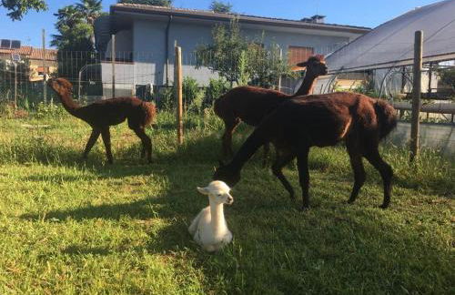 Agriturismo il Podere Vedelago con San Bernardo, Alpaca e una Pentola di cose da scoprire - Foto 63