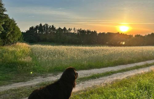 Widny Jaś zaprasza z psem nad jezioro na Kaszubach - Foto 32