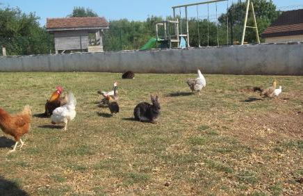 Gite Du Colombier - Foto 50