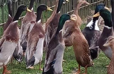 Agroturystyka Przy Wąwozie - Photo 30