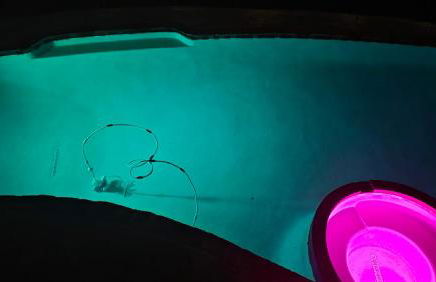 Independent Unit in Luxury Hillsborough Retreat Pool, Hot Tub and Views - Foto 1