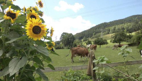 Urlaub auf dem Hänslehof - Foto 2