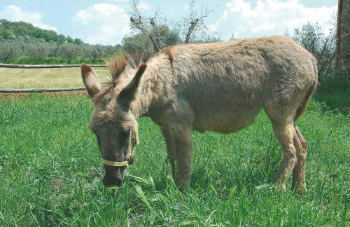 Agriturismo Casa Fibbianello - Foto 69