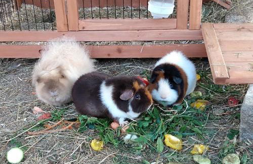 Pension Egner-Rieß - Foto 24