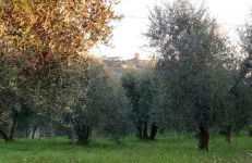 Il Pettirosso - Foto 32