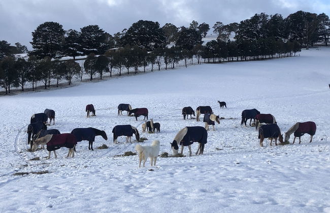 High Country Trail Rides & Farm Stay - Foto 16