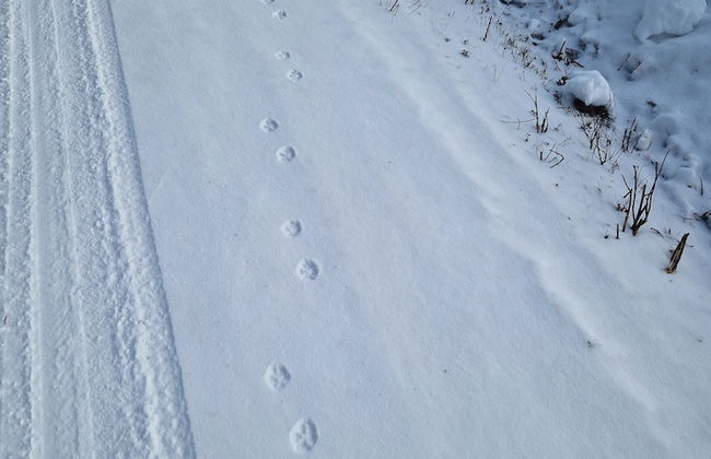 Forest Family Home - Foto 33