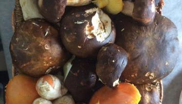 Agriturismo Terra Verde - Foto 3