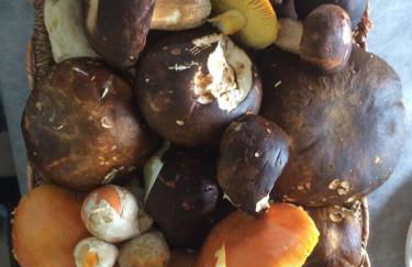 Agriturismo Terra Verde - Foto 3