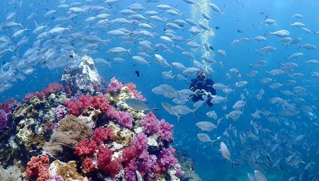 Coloridos jardines coralinos