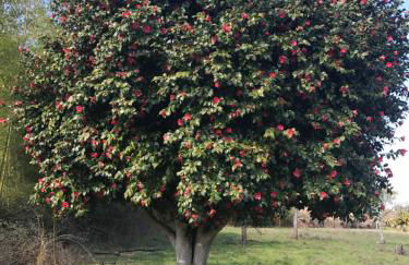 Monte das Texugueiras - Foto 59