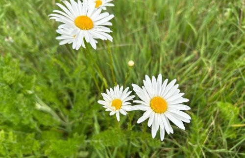 Cosy Devon Hut Woodland Views - Photo 33