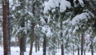 Cabin in the National Forest near Brian Head, Bryce Canyon and Zion - Foto 5