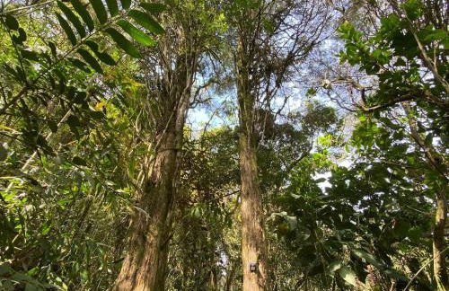 Chalé na Floresta - Refúgio Natural - Photo 36