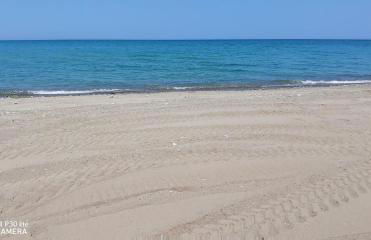 Stella marina - Foto 18