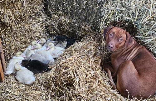 Ferienwohnungen Das Finkhaus - Foto 54