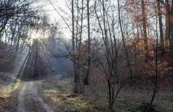 Holiday Home Forest INN - Foto 80