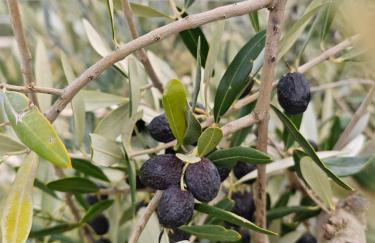 CASA DORIS Montecarotto, Le Marche - Top Lage, Glasfaser WIFI, neu renoviert - Foto 15