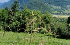 C le birdie - Foto 39