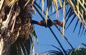 Casa COMPLETA, 2 quartos, Estacionamento GRATUITO, WIFI 300MB, frigobar, microondas, fogão e jardim - Foto 14