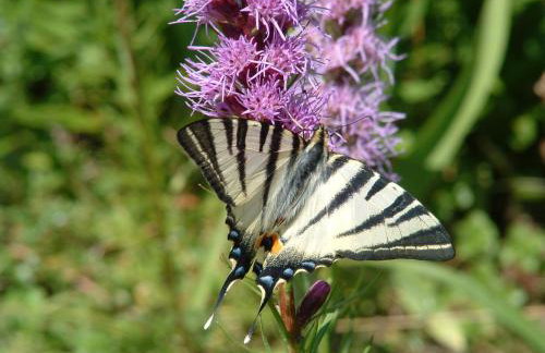 Agroturystyka Leśna Chata - Foto 25