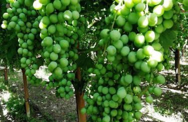 Masseria Marico - Foto 10