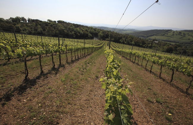 Agriturismo Belvedere Pierini e Brugi - Foto 32