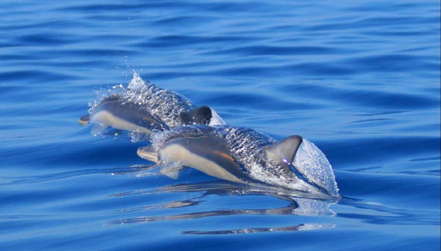 São Miguel Boat Ride + Whale Watching - Foto 3