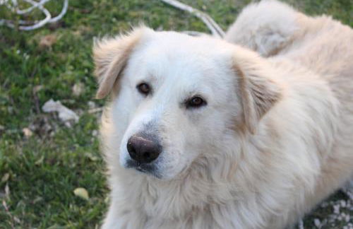 La Rocca delle Pigne - Foto 20