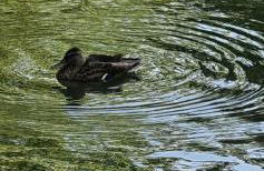 FEWO BEI LEHMANNS - Foto 1