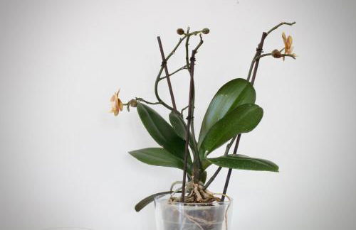 Like Home II - casa espaçosa com 3 quartos e vista mar - Foto 11