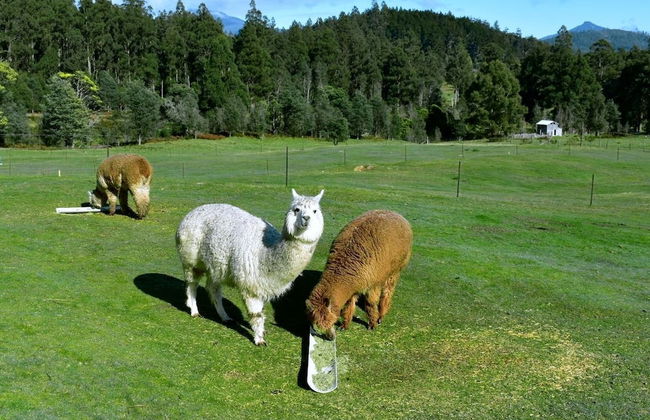 Maydena Mountain Cabins - Foto 32