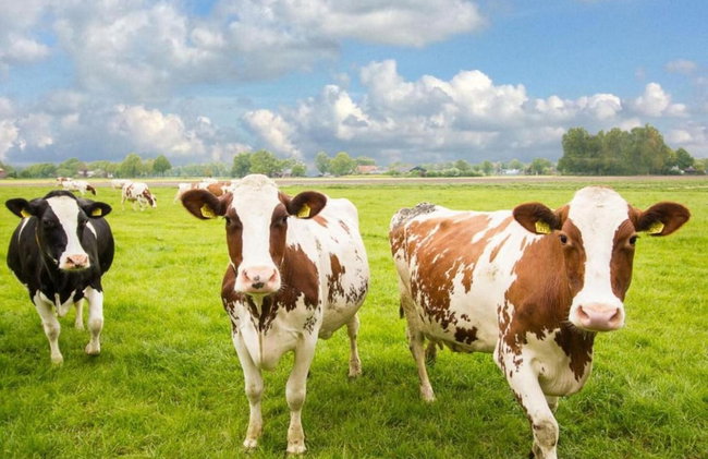 Holiday Home in Holten Near Lake Ijssel - Foto 30