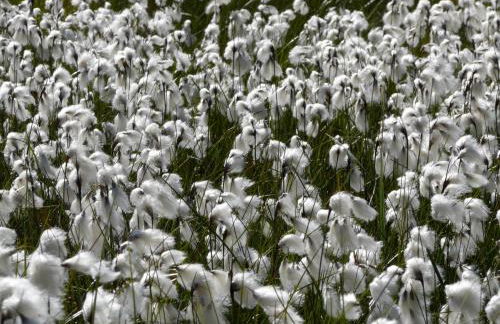 Les Bordes De Paloumières - Foto 37