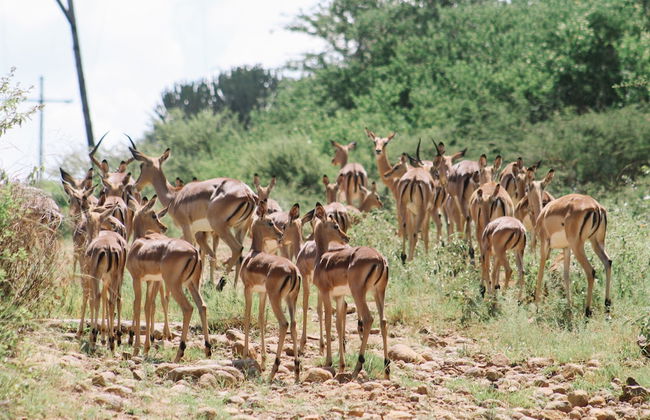 Buyskop Lodge - Foto 29