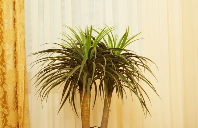 Sophie Apartments - Foto 39