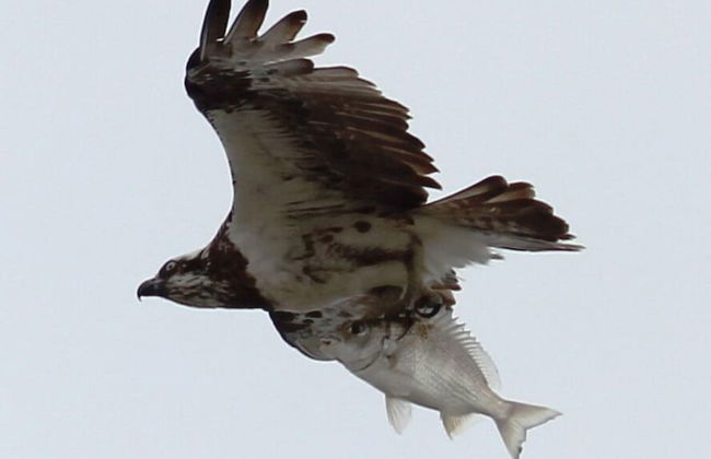 Riviere on Golden Beach - Foto 48