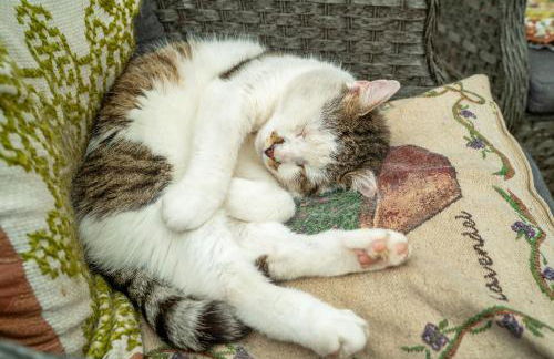 Ferienwohnungen Behling am Schufutsberg - Foto 49