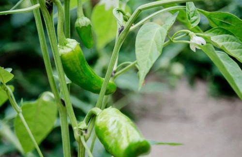 Aldea Rural Pazos De Arenteiro - Foto 34